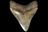 Serrated, Fossil Megalodon Tooth - Georgia #78198-2